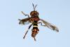 Conops vesicularis